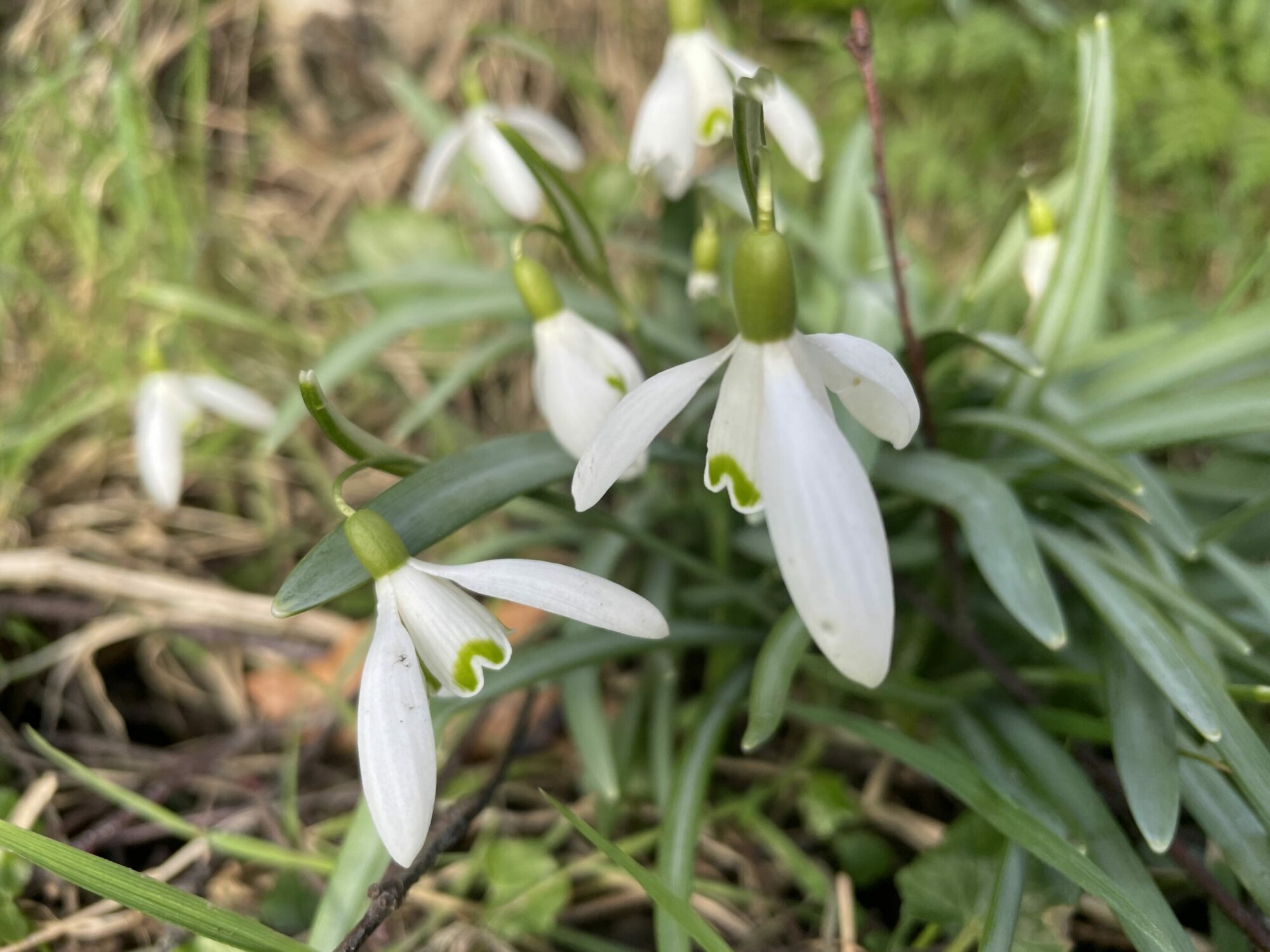 Boost your wellbeing with a 'noticing walk' Post image 4 Image name snowdrop scaled the 4 image from the post Boost your wellbeing with a 'noticing walk' in Yorkshire.com.