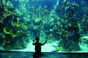 Places to visit in Yorkshire Page image 13 Image name the deep hull the 13 image from the post Places to visit in Yorkshire in Yorkshire.com.