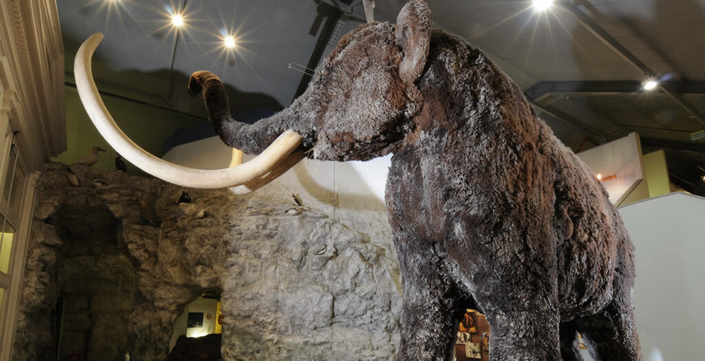 Hull Museums Seeing Record Numbers of Visitors Post image 1 Image name wooly mammoth hull and east riding museum january 2016 no credit the 1 image from the post Hull Museums Seeing Record Numbers of Visitors in Yorkshire.com.
