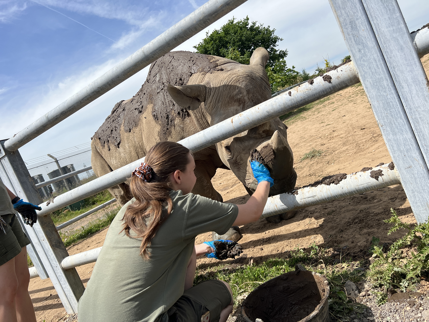 Image name yorkshire wildlife park ranger with jasper the rhino the 2 image from the post Sunblock like a Yorkshire Rhinoceros in Yorkshire.com.