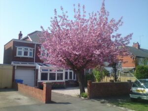 B&B Accommodation in & Near Sandsend Page image 36 Picture of Cherry Blossom Guest House