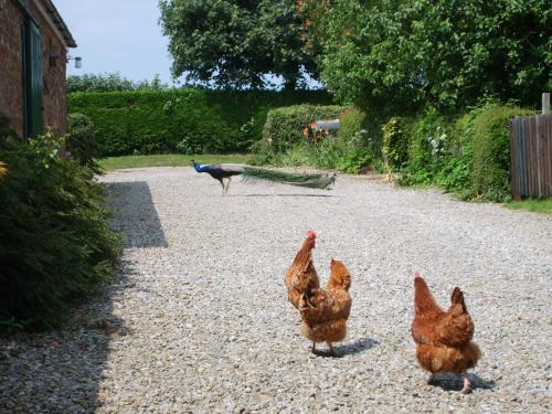Hazelwood Farm B&B Accommodation image 3 Hazelwood Farm B&B image three