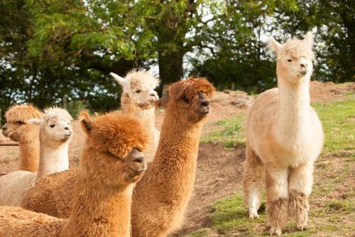 Picture of The Llama Hut
