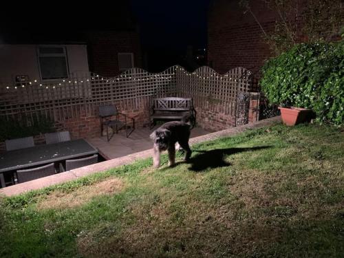 Award winning pet friendly paddock cottage Accommodation image 3 Award winning pet friendly paddock cottage image three