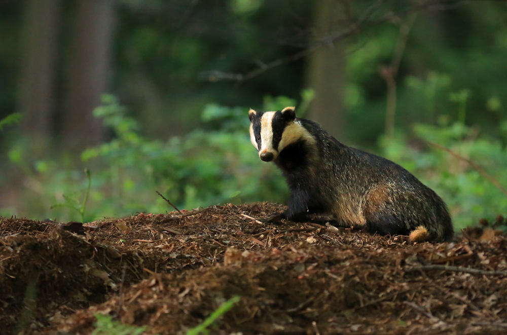 Image name badgerjon hawkins the 10 image from the post Take flight enjoy the stars of Springwatch in Yorkshire in Yorkshire.com.
