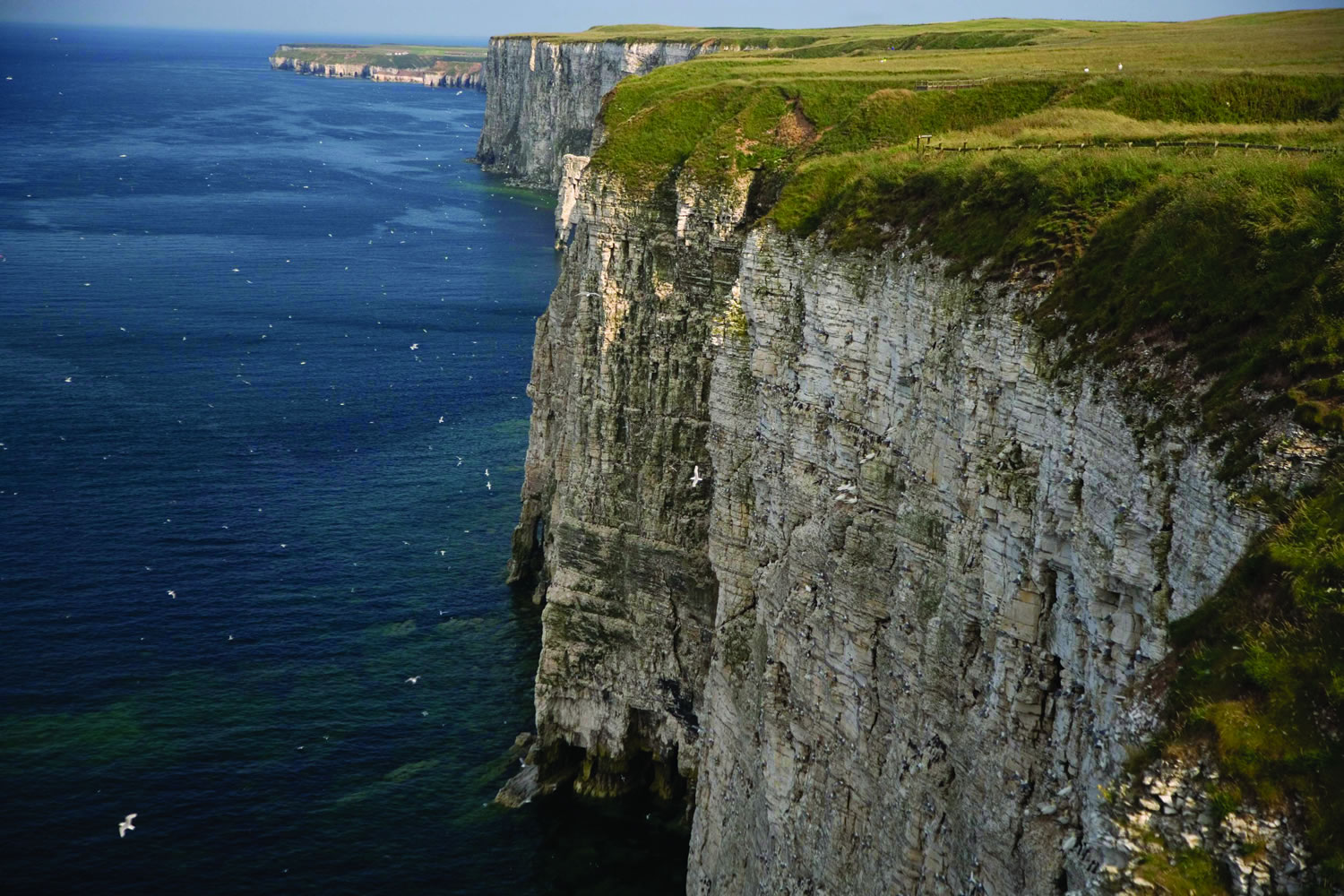 Image name bempton cliffs the 12 image from the post In Touch With Nature in Yorkshire.com.