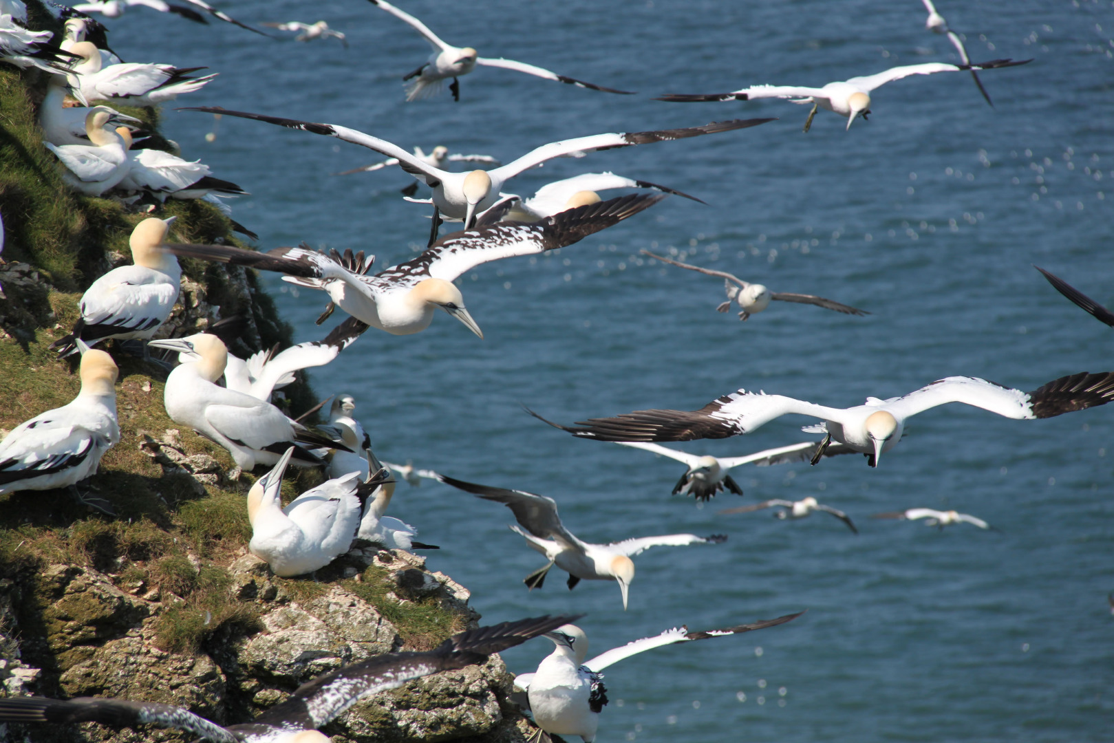 Image name gannets at bempton martin batt the 16 image from the post Yorkshire's Top 10 Natural Highlights in Yorkshire.com.
