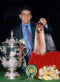 The Yorkshire Terrier Post image 5 Image name ozmilion mystification the 3 image from the post The Yorkshire Terrier in Yorkshire.com.