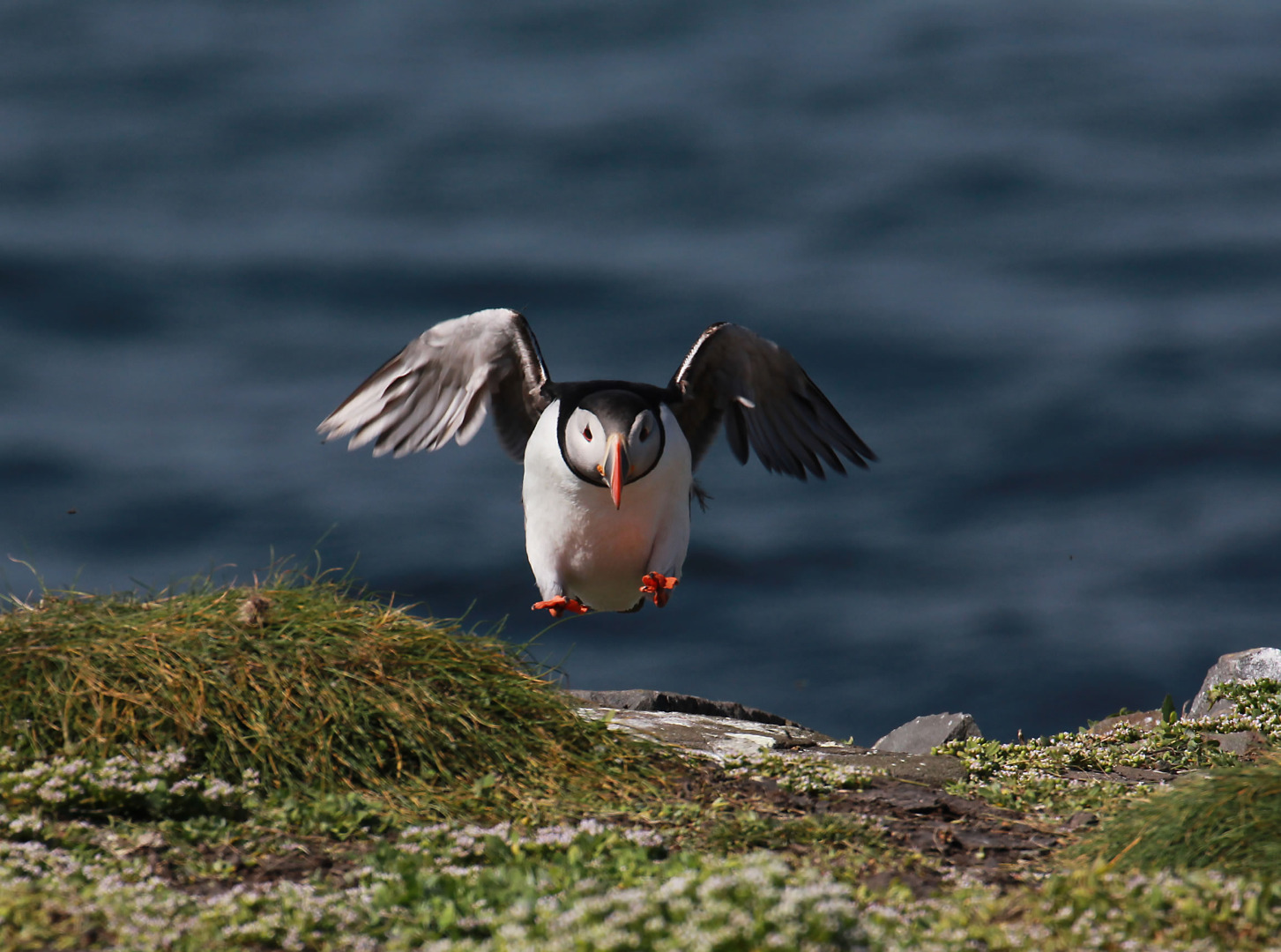 Image name puffin alighting credit martin batt the 13 image from the post Top 10 Wildlife Watching Spots in Yorkshire.com.
