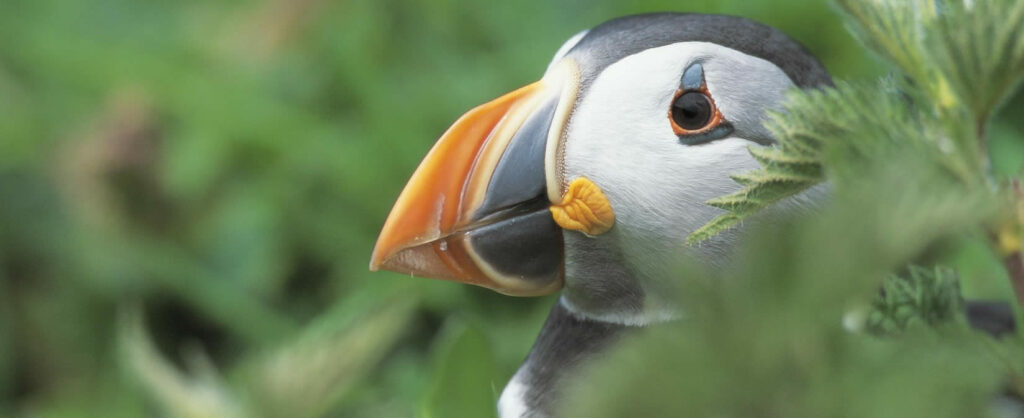 Last-Minute Bank Holiday Bliss Post image 6 Image name puffin rspb the 5 image from the post Last-Minute Bank Holiday Bliss in Yorkshire.com.