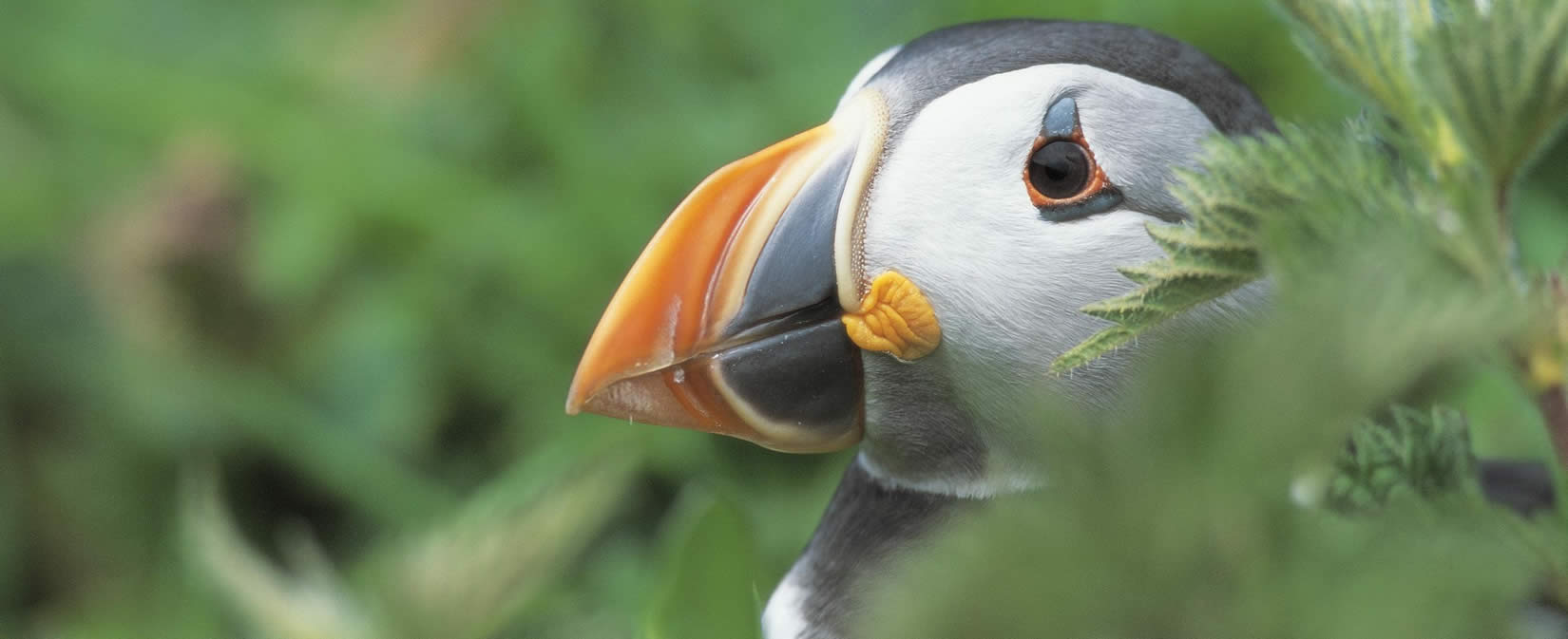 Image name puffin rspb the 9 image from the post Yorkshire, a year in the wild in Yorkshire.com.