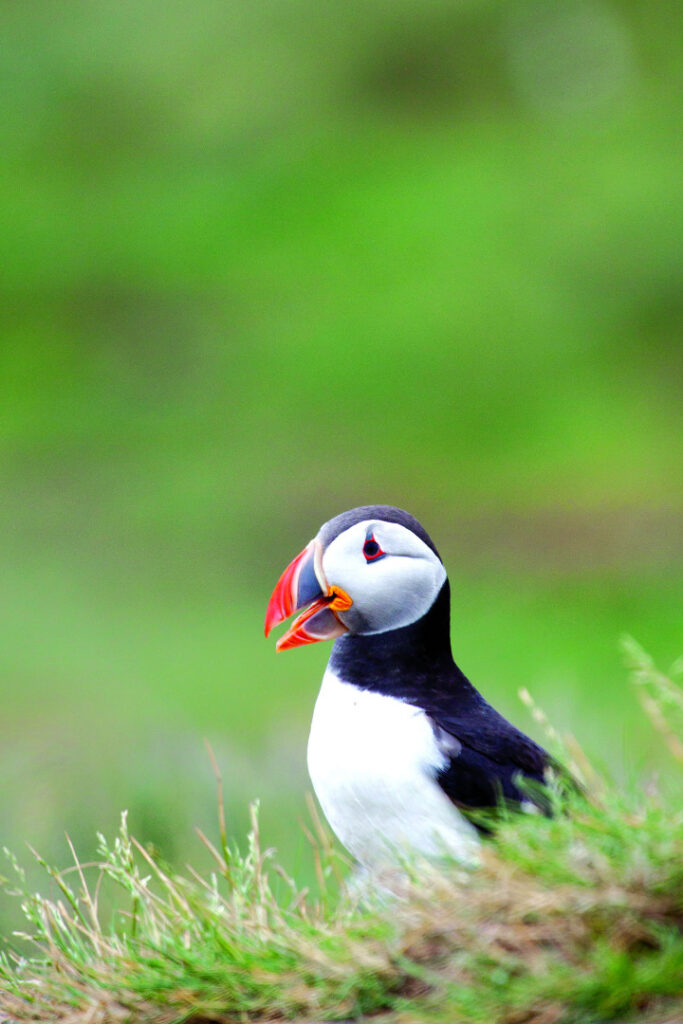 Image name puffinctommarshall cmyk the 1 image from the post Wild and Wonderful in Yorkshire.com.
