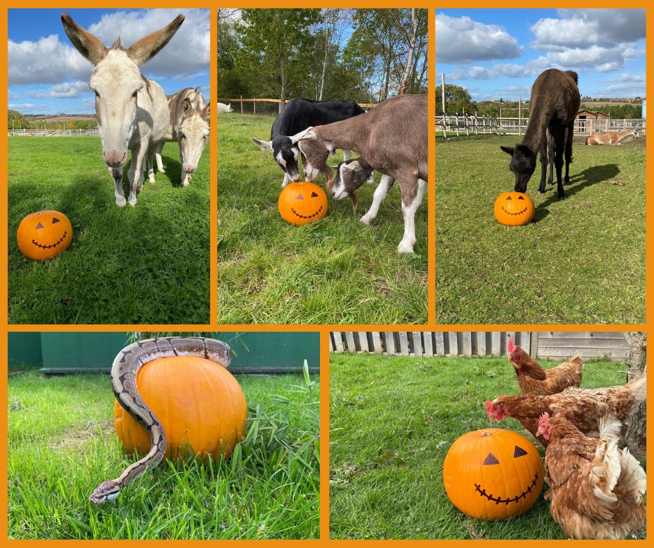 pumpkins-gullivers-resort-south-yorkshire Image name pumpkins gullivers resort south yorkshire the 13 image from the post Halloween in Yorkshire 2022 in Yorkshire.com.