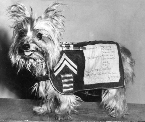 The Yorkshire Terrier Post image 4 Image name smoky yorkshire terrier war dog us military the 2 image from the post The Yorkshire Terrier in Yorkshire.com.