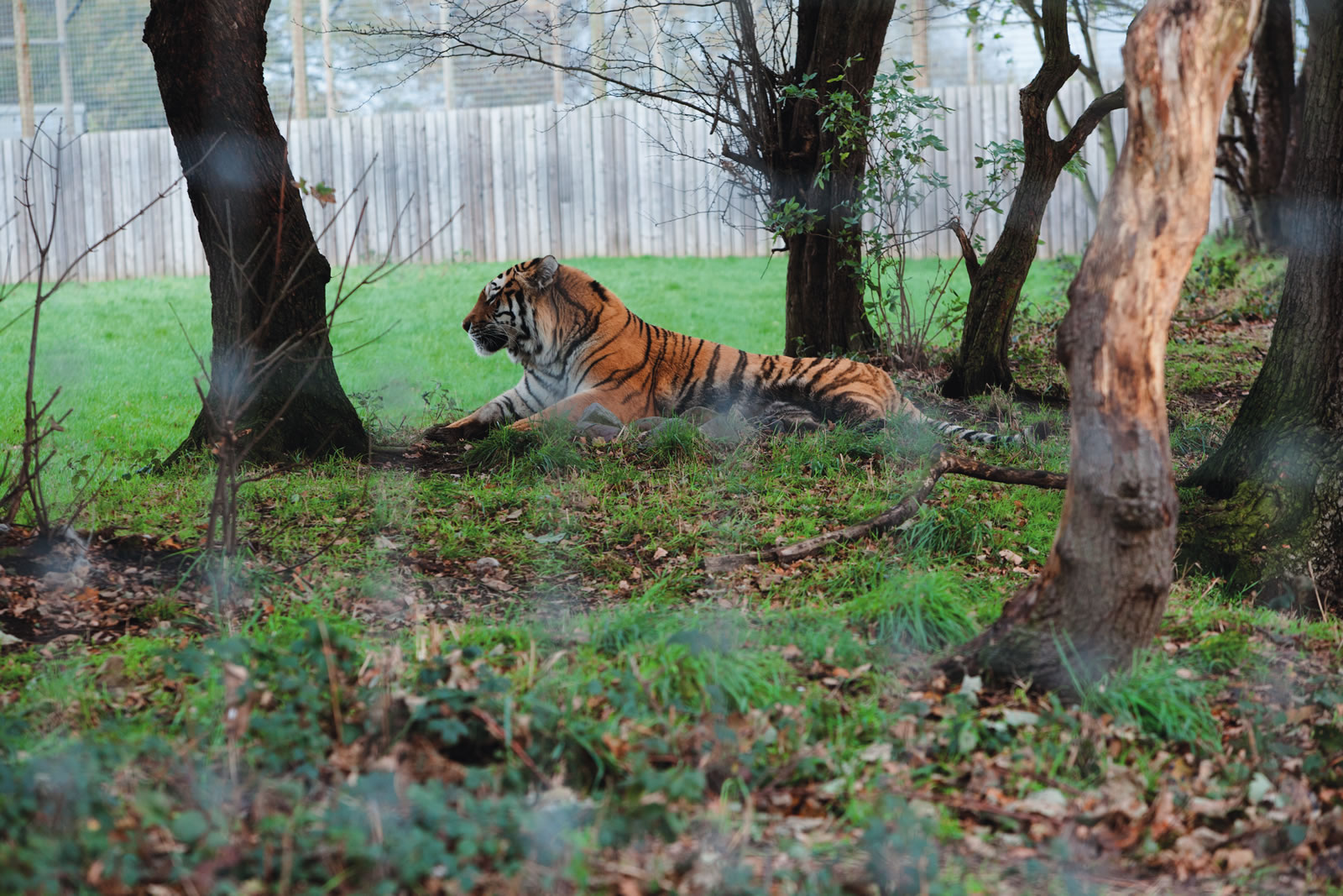 Image name tiger in zoo the 22 image from the post Awesome Attractions in Yorkshire.com.