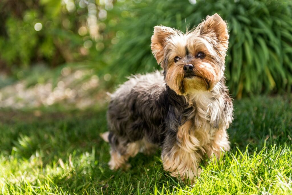 The Yorkshire Terrier Post image 1 Yorkshire Terrier on grass