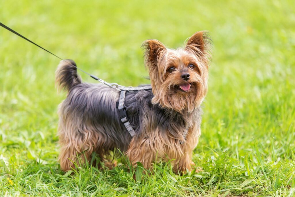 The Yorkshire Terrier Post image 7 Image name yorkshire terrier on lead the 5 image from the post The Yorkshire Terrier in Yorkshire.com.