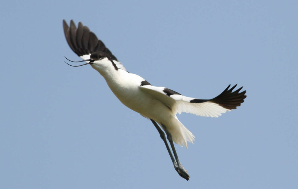 Yorkshire Nature Triangle Post image 9 Image name avocetmandy west 2 the 9 image from the post Yorkshire Nature Triangle in Yorkshire.com.