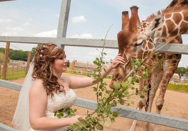 Image name giraffe wedding the 2 image from the post Abbie and David's Incredible Wedding at Yorkshire Wildlife Park in Yorkshire.com.