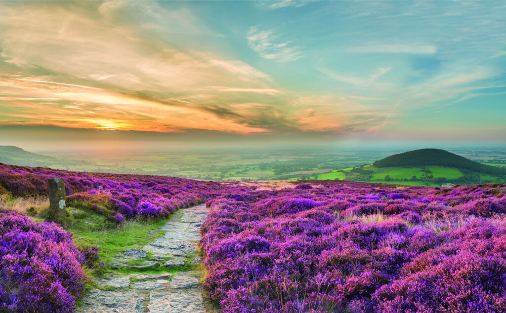 Heather and a path on North York Moors as sun rises