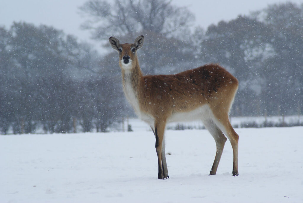 Image name lechwe winter coats november snow the 1 image from the post Christmas Walks in Yorkshire.com.