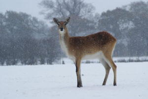 The Yorkshire Wolds Page image 1 Image name lechwe winter coats november snow the 1 image from the post The Yorkshire Wolds in Yorkshire.com.