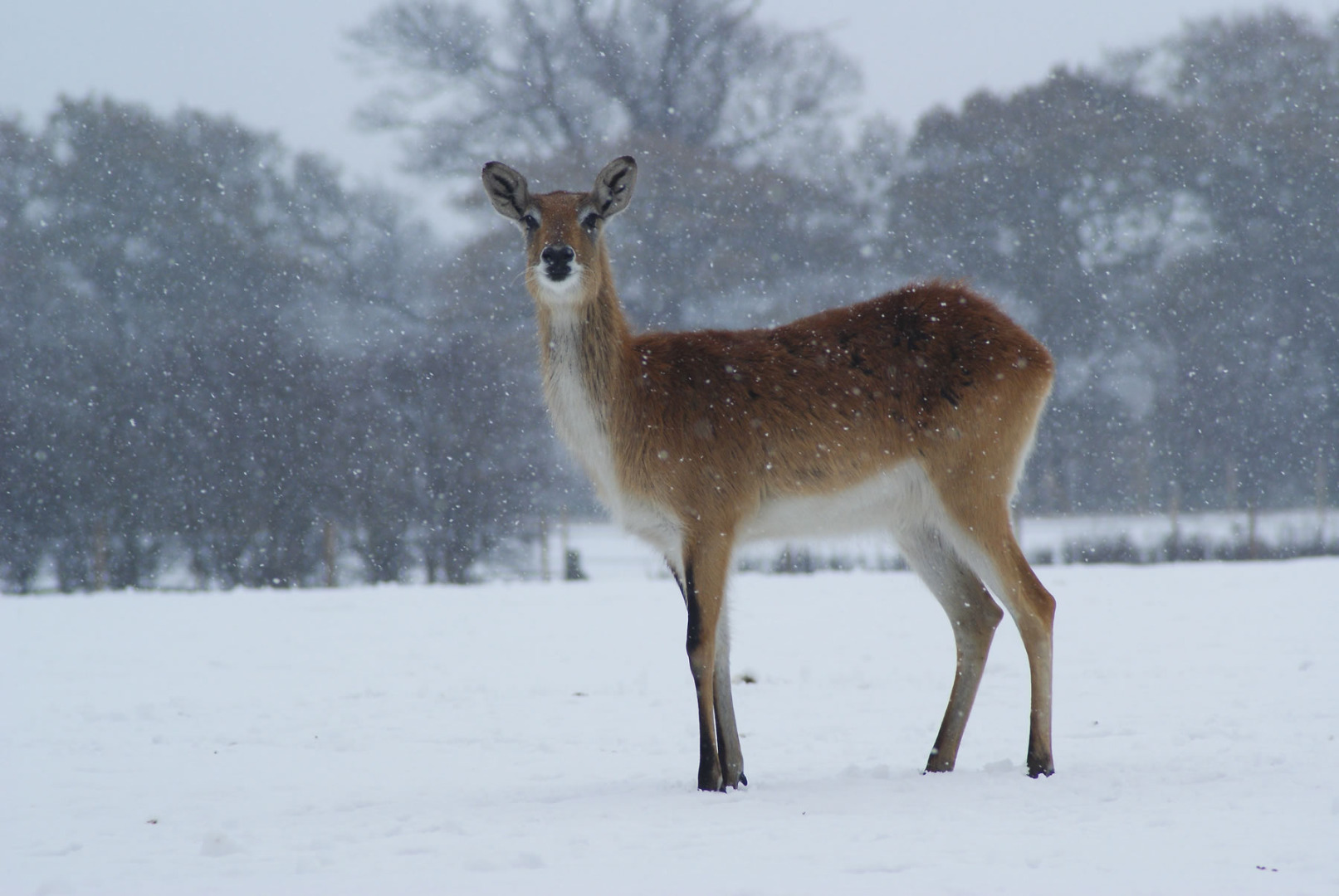 Image name lechwe winter coats november snow the 2 image from the post Christmas Walks in Yorkshire.com.