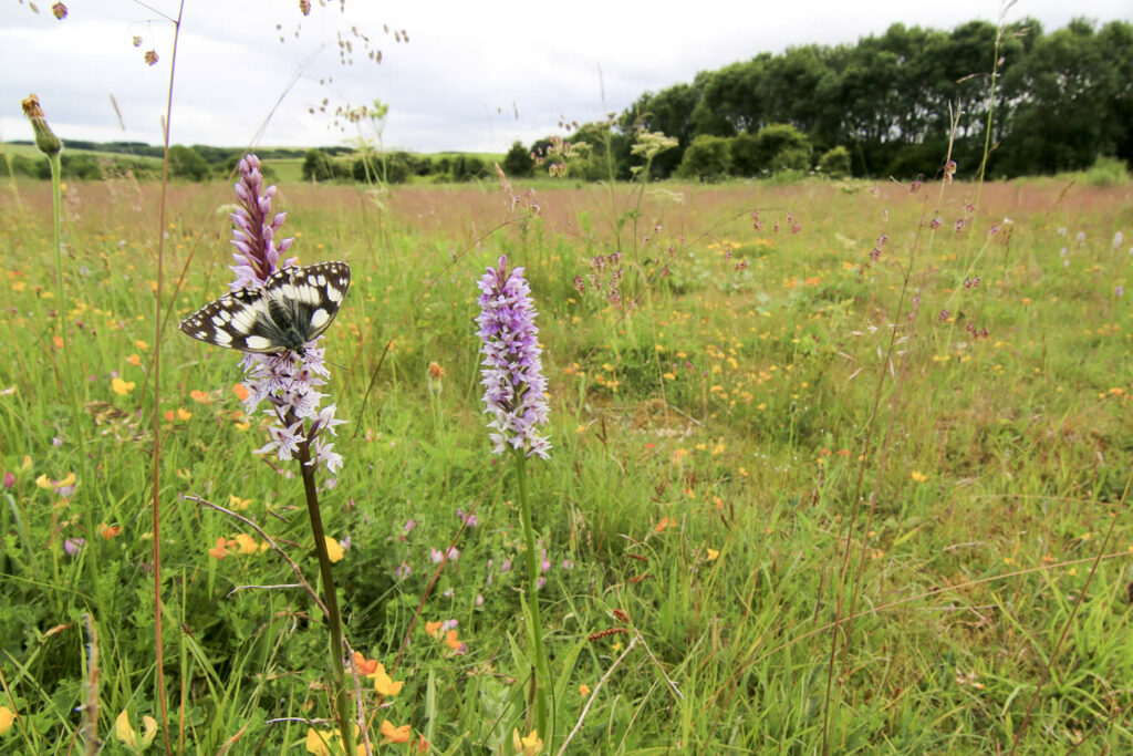 Yorkshire Nature Triangle Post image 10 Image name marbled white bfly in wolds grasslandctommarshall the 10 image from the post Yorkshire Nature Triangle in Yorkshire.com.