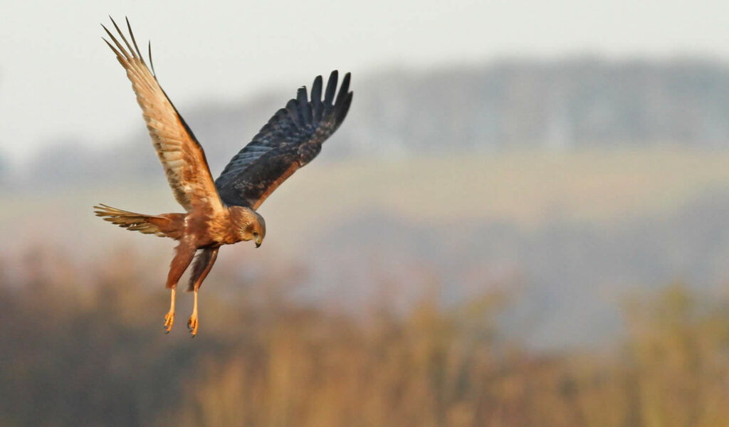 Yorkshire Nature Triangle Post image 8 Image name marsh harriermandy west 2 the 8 image from the post Yorkshire Nature Triangle in Yorkshire.com.