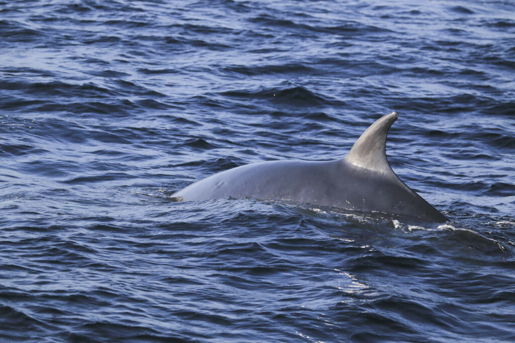 Yorkshire Nature Triangle Post image 7 Image name minkewhale at whitbyctommarshall the 7 image from the post Yorkshire Nature Triangle in Yorkshire.com.