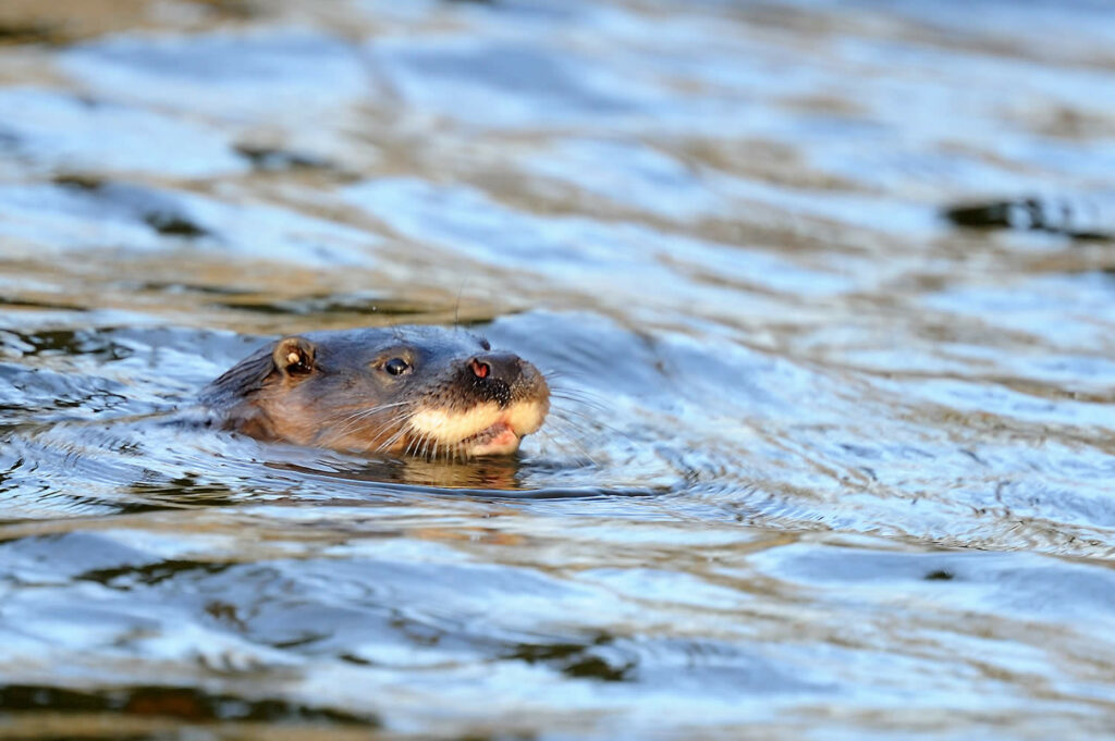 Yorkshire Nature Triangle Post image 11 Image name otter head above water the 11 image from the post Yorkshire Nature Triangle in Yorkshire.com.