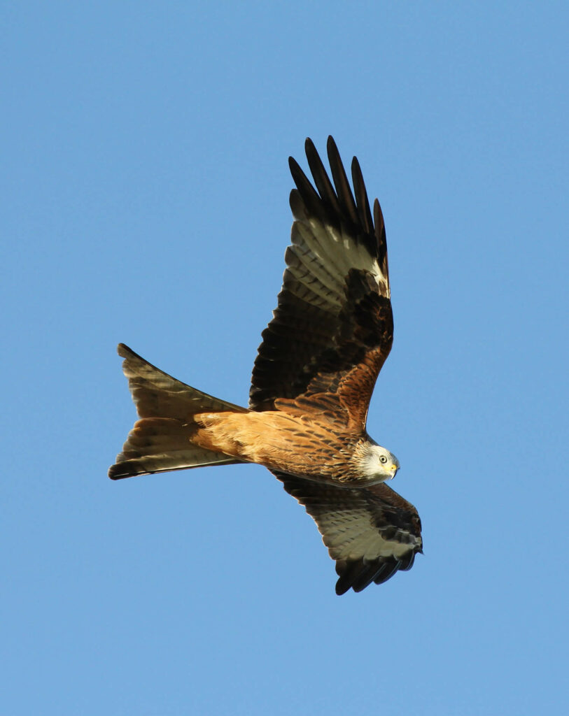 Yorkshire Nature Triangle Post image 4 Image name red kite credit martin batt the 4 image from the post Yorkshire Nature Triangle in Yorkshire.com.