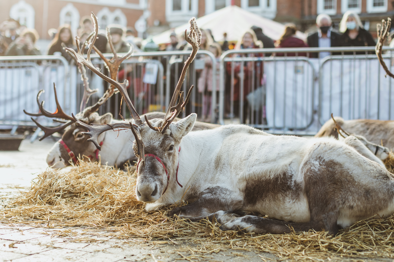 Image name reindeer at beverley christmas market east yorkshire the 9 image from the post Christmas Events around Yorkshire, 2022 in Yorkshire.com.