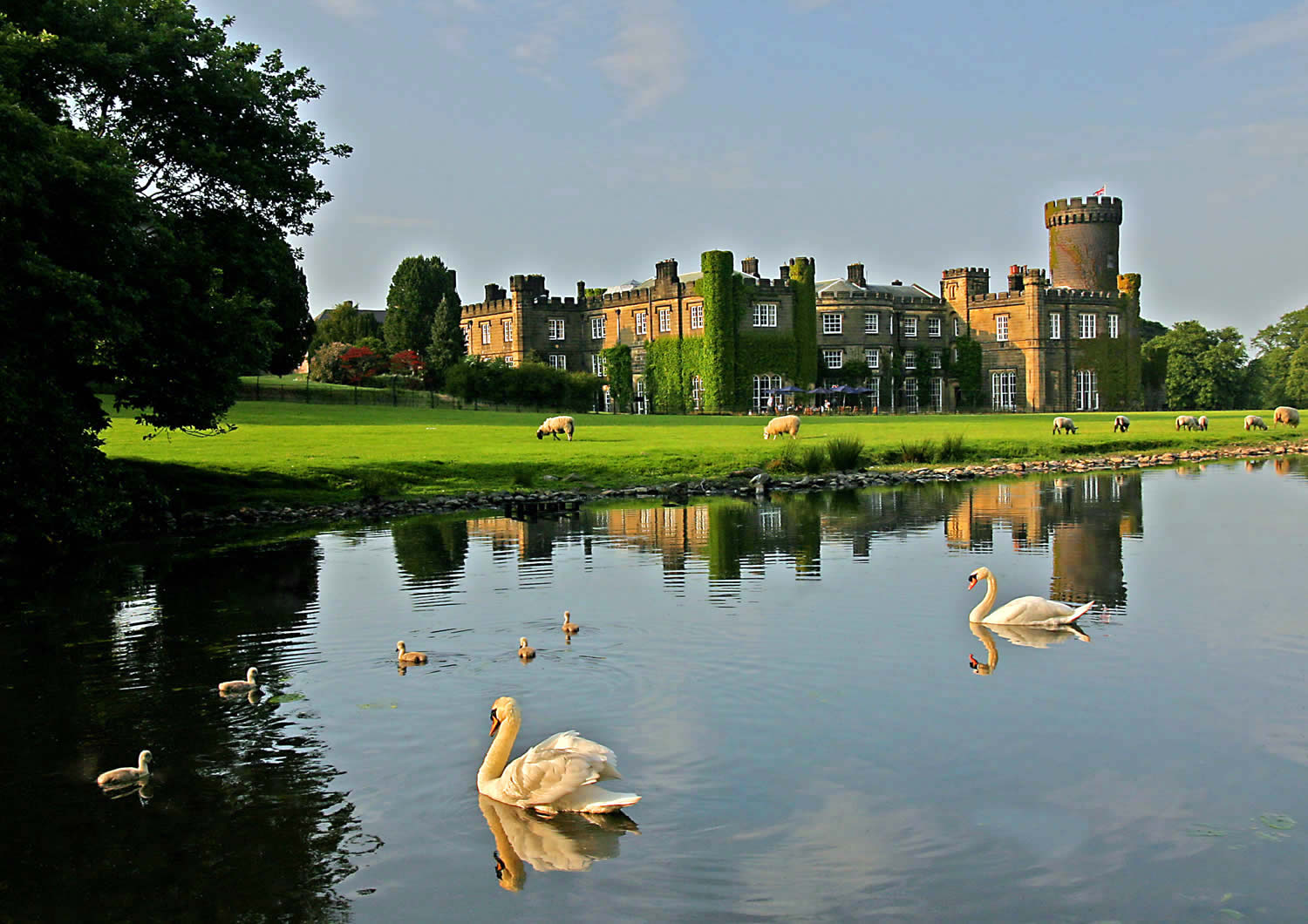 Swinton Park swans 'illin