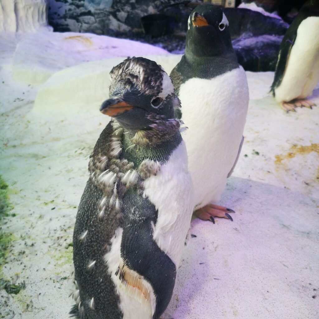 Image name penguins the deep hull yorkshire the 7 image from the post Day 24 - Christmas 2022 in Yorkshire.com.