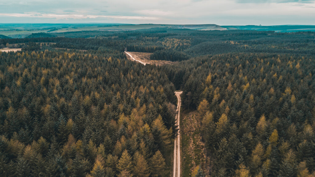 Weekly Newsletter - Friday 17th February 2023 Post image 1 Dalby forest