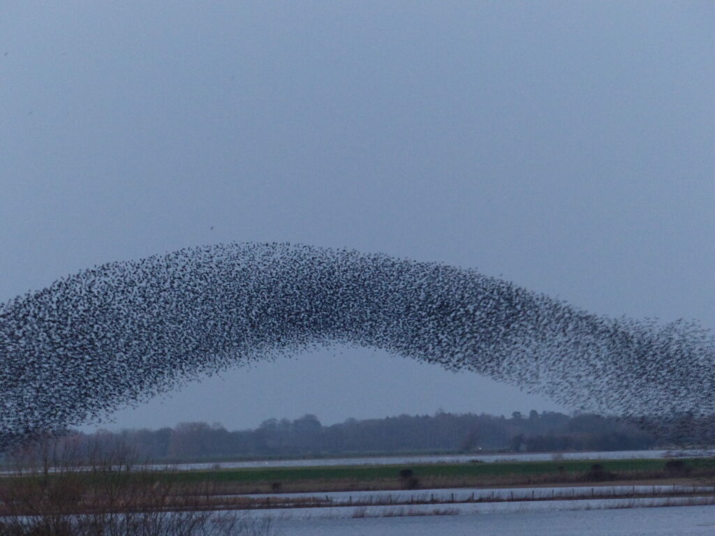 Photo: starlings at North Duffield Carrs, near Selby Post image 1 Image name starlings at north duffield carrs near river derwent the 1 image from the post Photo: starlings at North Duffield Carrs, near Selby in Yorkshire.com.