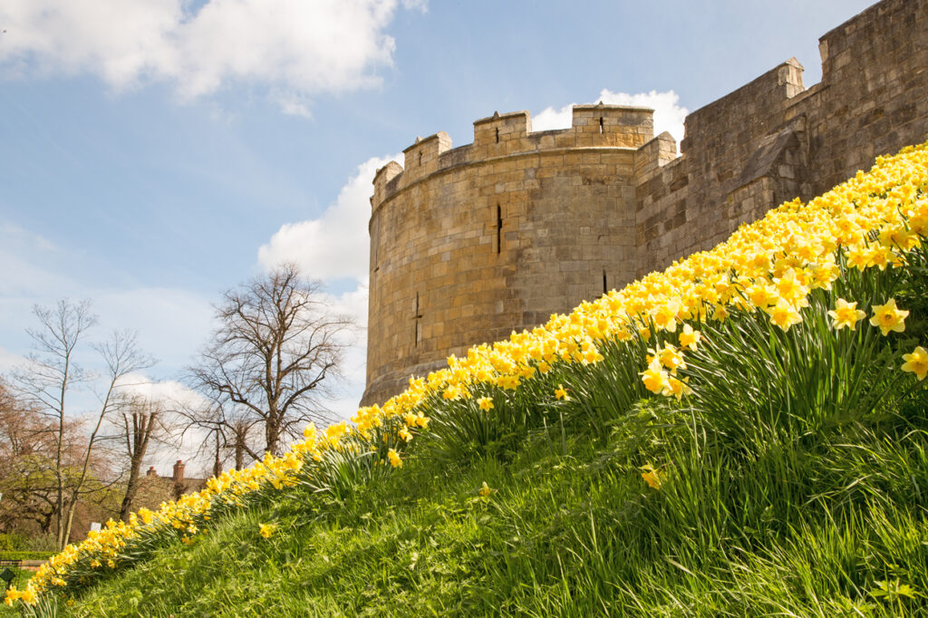 Best places to propose in Yorkshire on Valentine's Day Post image 8 York medieval walls with bank of daffodils