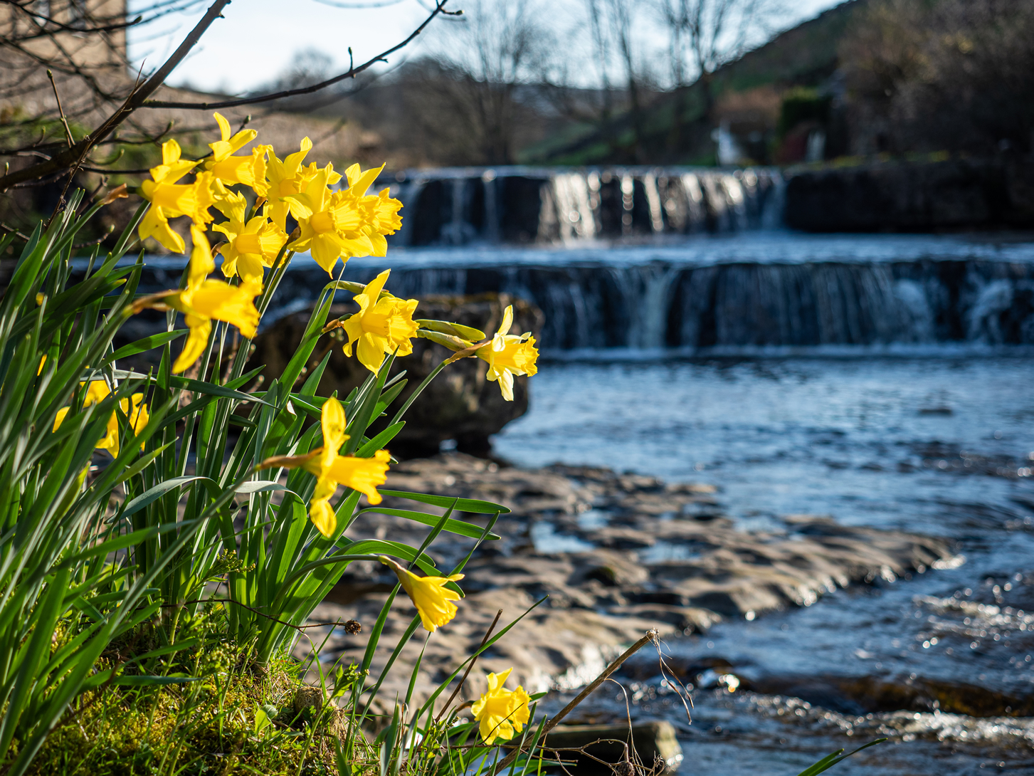 Image name daffodils gayle falls the 6 image from the post Weekly Newsletter - Friday 3rd March 2023 in Yorkshire.com.