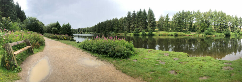 Image name cod beck reservoir track and woods panorama the 2 image from the post Walk: Cod Beck Reservoir from Osmotherley in Yorkshire.com.