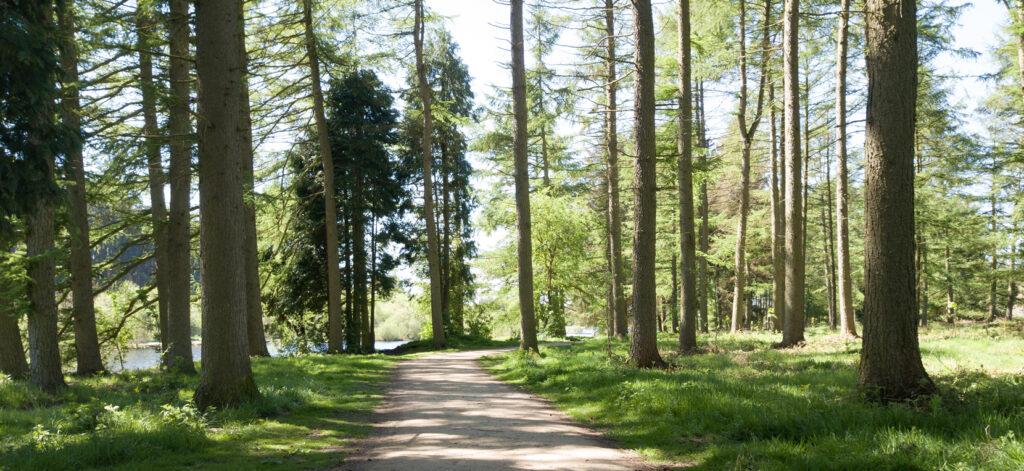 Image name cod beck reservoir trail through woods yorkshire the 3 image from the post Walk: Cod Beck Reservoir from Osmotherley in Yorkshire.com.
