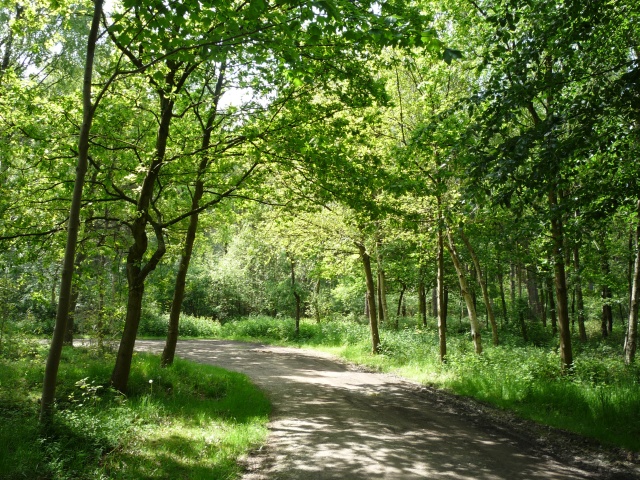Walk: Allerthorpe Woods Post image 1 Allerthorpe Common