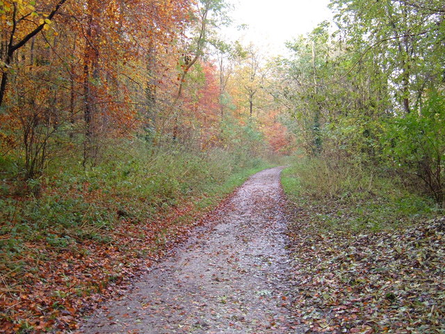 Image name track through millington woods the 18 image from the post Walk: Millington Woods in Yorkshire.com.