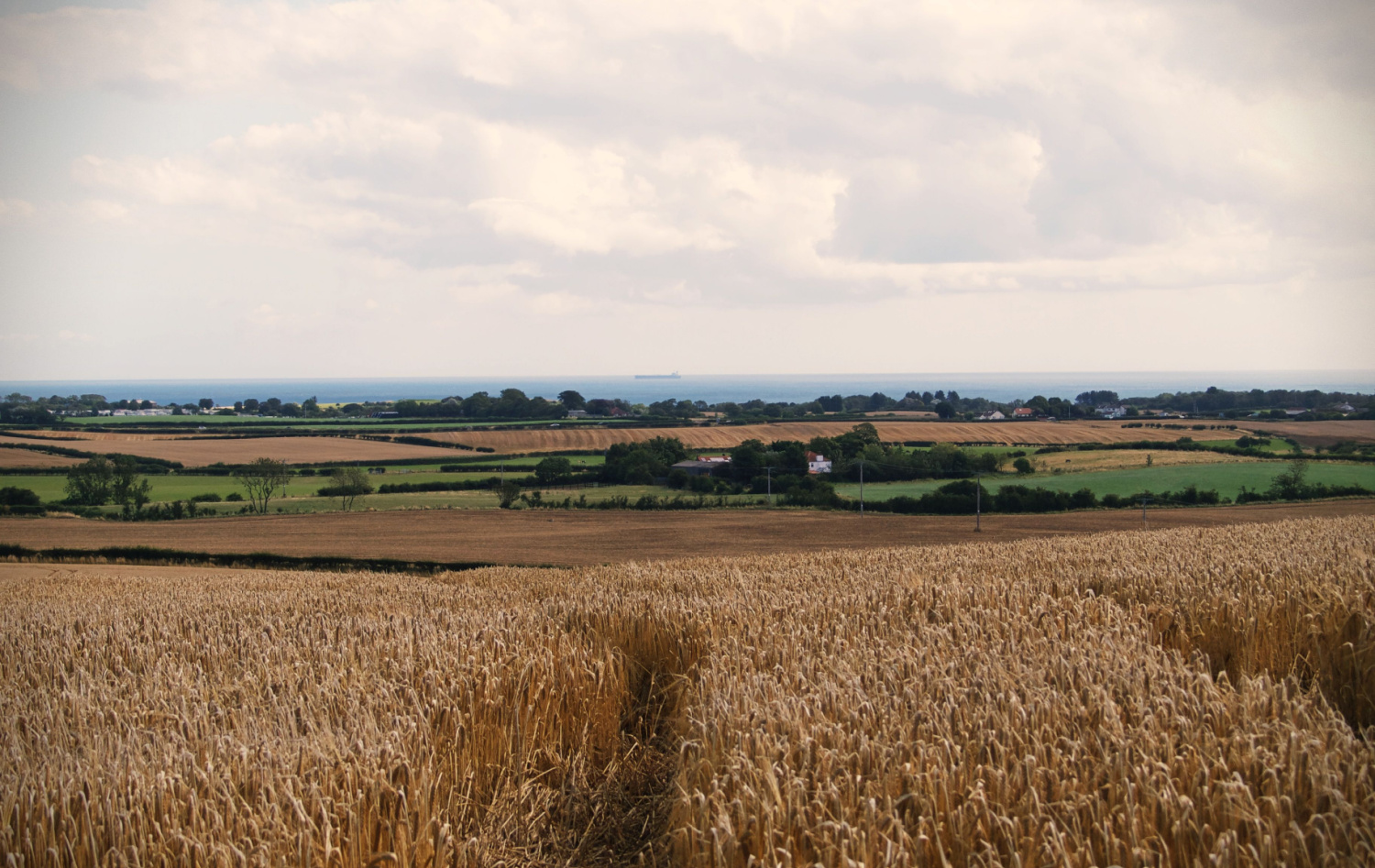 Image name hunmanby crop fields yorkshire coast the 6 image from the post Walk: Hunmanby Circular Walk in Yorkshire.com.