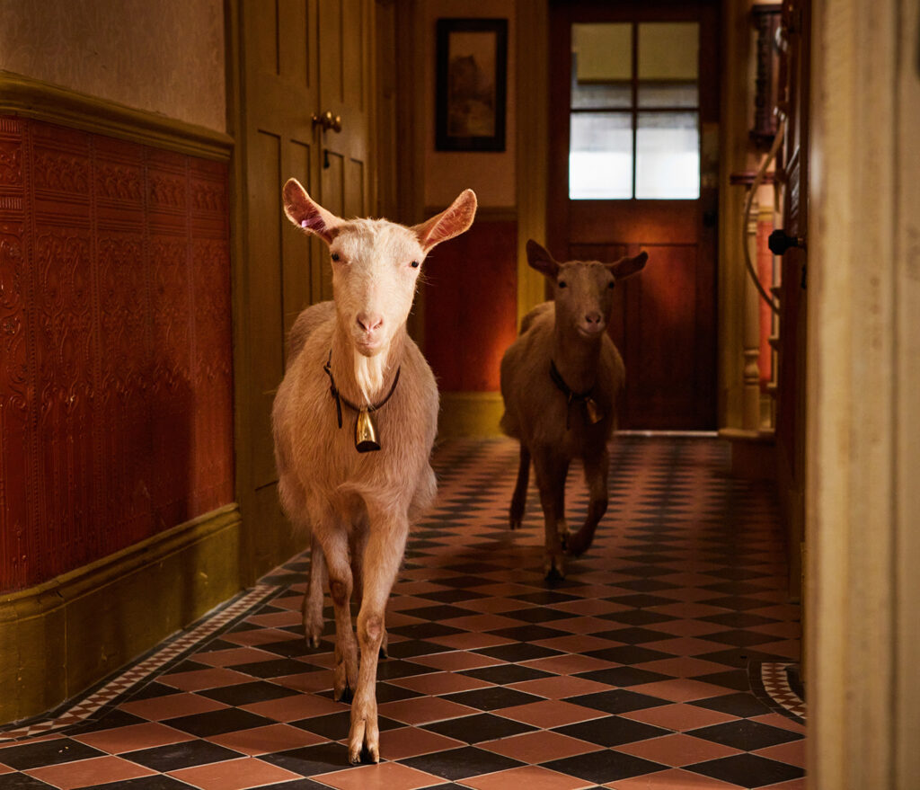 First look at fourth series of All Creatures Great and Small Post image 3 Image name All Creatures Great and Small Season 4 FIRST LOOK 3 Goats the 3 image from the post First look at fourth series of All Creatures Great and Small in Yorkshire.com.