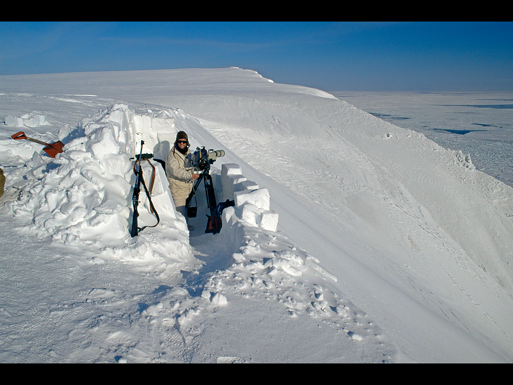 Image name Doug Allan in hole filming Polar Bears 000380 the 5 image from the post Natural History Cameraman, Doug Allan, is coming to Ilkley in Yorkshire.com.