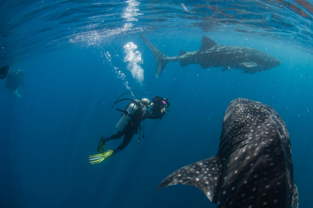 Image name Doug films whale sharksm0R5J9269©Nick Law the 11 image from the post Natural History Cameraman, Doug Allan, is coming to Ilkley in Yorkshire.com.