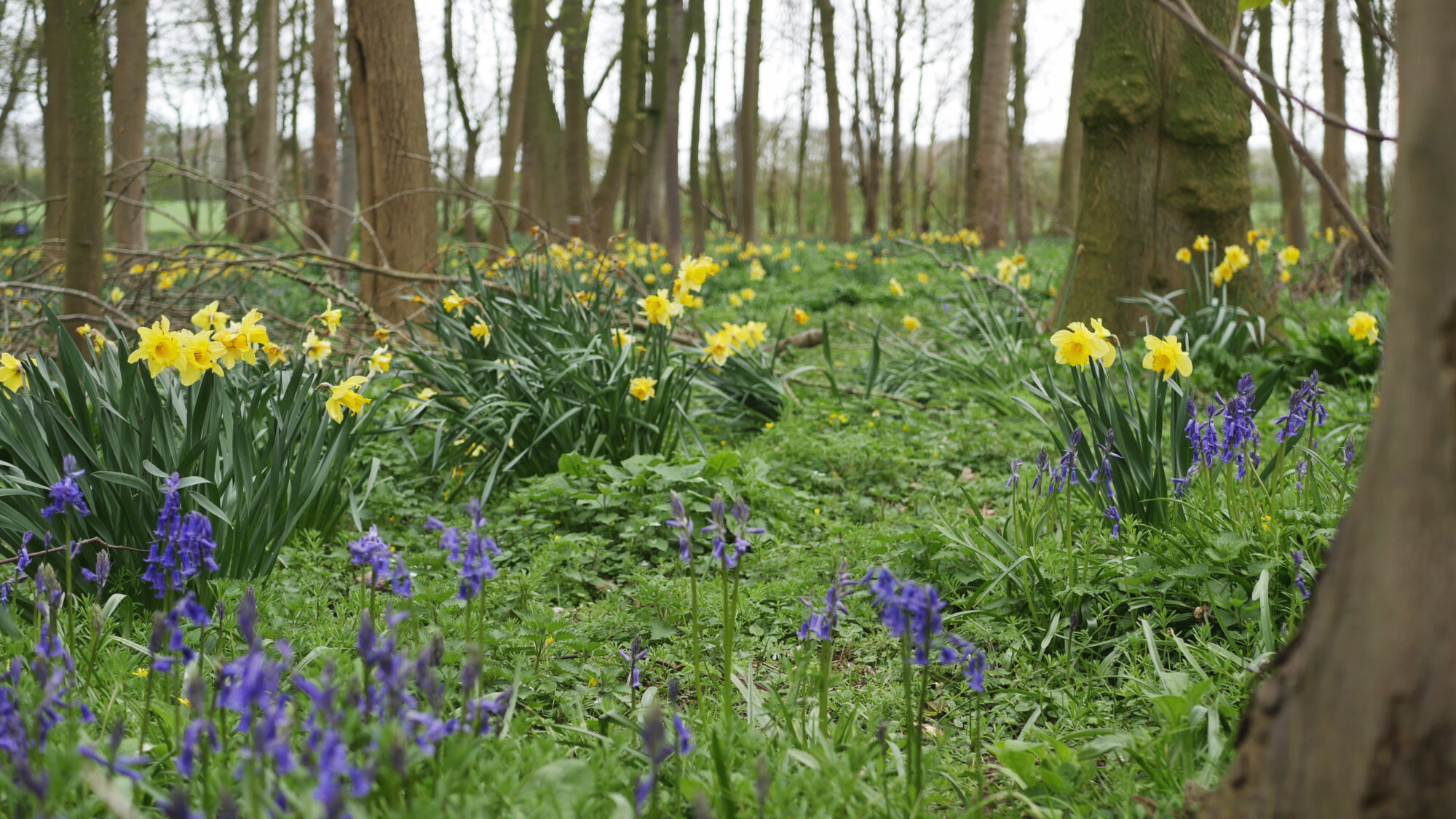 Image name daffodils at burton constable arboretum near hull the 14 image from the post New Ellerby in Yorkshire.com.