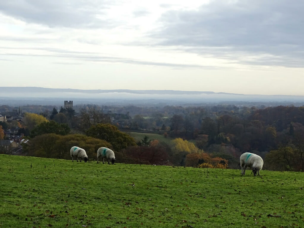 Image name richmond from near richmond racecourse north yorkshire the 1 image from the post Walk: The Whitcliffe Walk in Yorkshire.com.