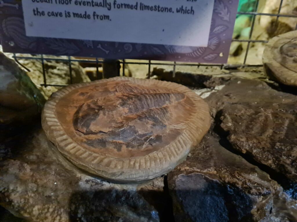 Image name ammonite stump cross caverns yorkshire the 6 image from the post Tune in Tonight: Stump Cross Caverns Features on "The Hotel Inspector" in Yorkshire.com.